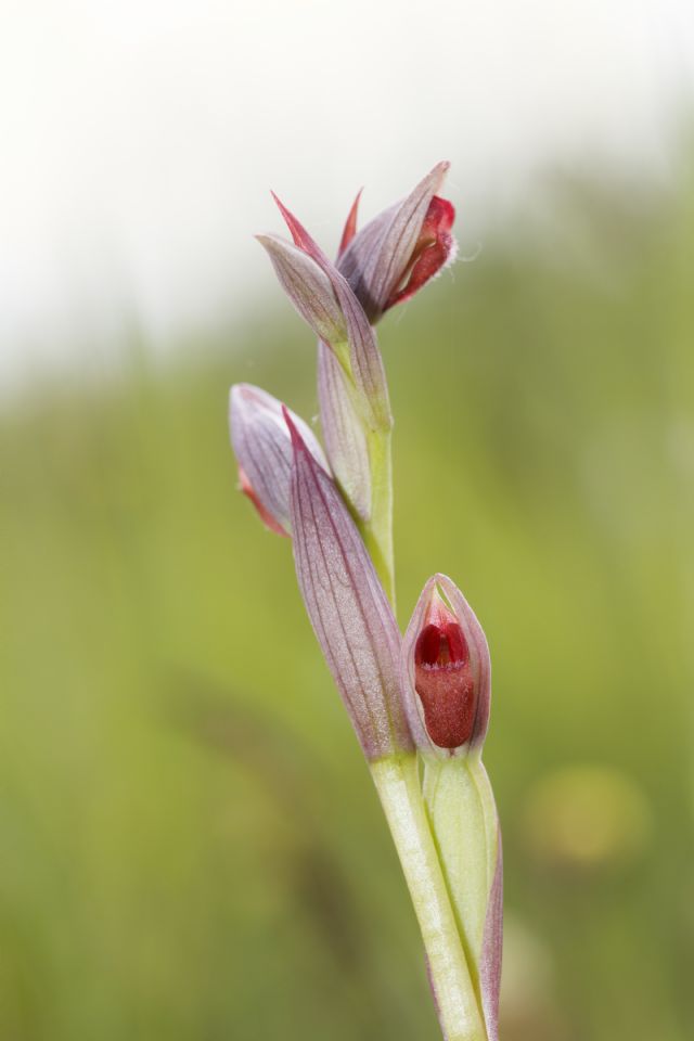 Serapias parviflora e ibridi (Mugello)